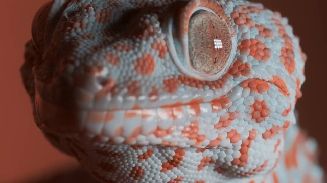 Gecko on the orange wall