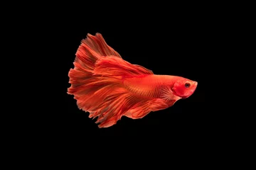 Rolgordijnen The moving moment beautiful of siam betta fish in thailand on black background.  © Soonthorn