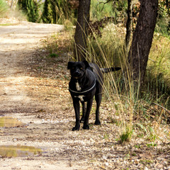 Cane