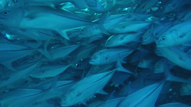 Big eye Trevally Jack, (Caranx sexfasciatus) Forming a polarized school, bait ball or tornado. Cabo Pulmo National Park. Baja California Sur,Mexico.