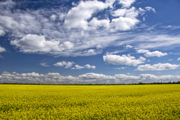 Picturesque canola field under blue sky with white fluffy clouds
