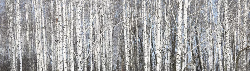 Washable wall murals Birch grove Beautiful white birches in birch grove