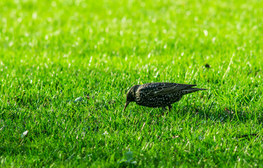 szpak suka robaków © Henryk Niestrój