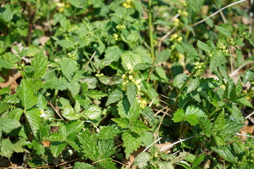 Hawkweed, Asteraceae, Hieracium Peleterianum, Peleti's Hawkweed,
