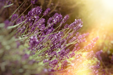 Soft focus on lavender flower, beautiful lavender in flower garden lit by sunlight