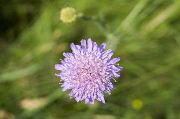 Korostovec field. field flower on blurred background.