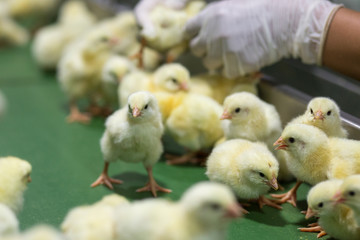 Baby Chickens just born on tray, Poultry Business. chicken farm business with high farming and using technology on farming on Selecting chicken gender process line