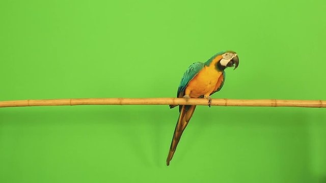 parrot macaw on a green background RIR projection goes, says, flies, eats