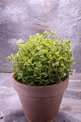 Homegrown and aromatic herb oregano in old clay pot.