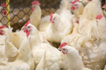 Poultry farm business for the purpose of farming meat or eggs for food from, White chicken Farming...