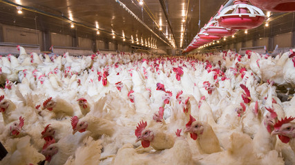Poultry farm business for the purpose of farming meat or eggs for food from, White chicken Farming feed in indoor housing