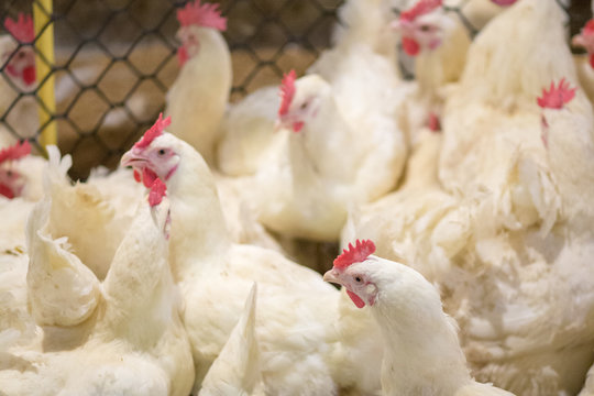 Poultry farm business for the purpose of farming meat or eggs for food from, White chicken Farming feed in indoor housing