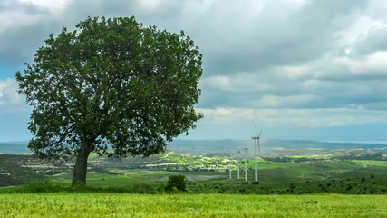 Green tree on wind energy farm, environmental protection, global warming
