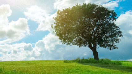 Fototapeta na wymiar Tree growing alone in green field, sun shining and clouds flying in blue sky