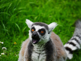 Obraz premium Maki catta