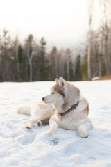 Image of beautiful beige siberian husky dog looks like a young wolf. Profile Portrait of smart Husky liying is on the snow in winter forest at orange sunset on forest background.