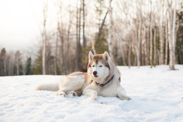 Portrait of free and wise Husky looking to the camera and liying is on the snow in winter forest at golden sunset on forest background. Image of gorgeous siberian husky dog looks like a wolf.