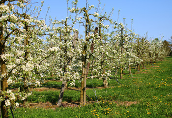 Fototapeta premium birnbäume plantage 