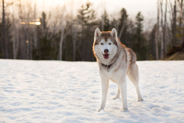 Portrait of free dog breed Siberian Husky standing and looking to the camera in the winter forest at golden sunset. Beautiful Husky dog is on the snow on the trees background