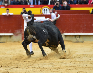 toro negro español en plaza de toros