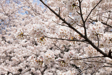 Sakura in Tokio