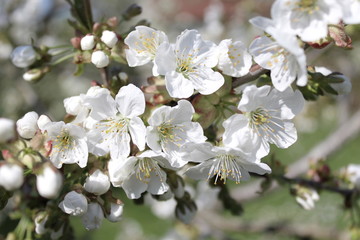 Kirschbl&uuml;ten