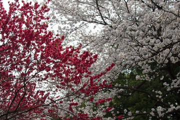 Fototapeta na wymiar Sakura in Tokio