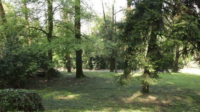 Querce e alberi vari