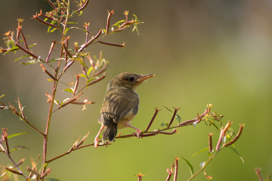 Bar-winged prinia perched in a tree, West Java, Indonesia
