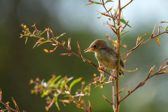 Bar-winged prinia perched in a tree, West Java, Indonesia