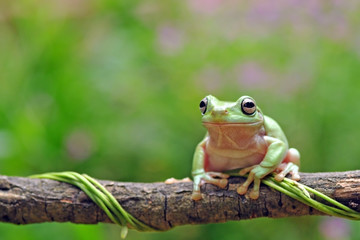 frog, cute, green