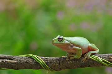 frog, cute, green