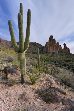 Saguaro cacti, Dutchman Trail, Tonto National Forest, Arizona, America, USA