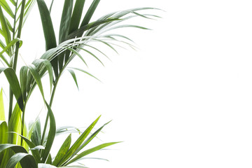 Yallow palm (Chrysalidocarpus lutescens.) leaves on white background with space for text