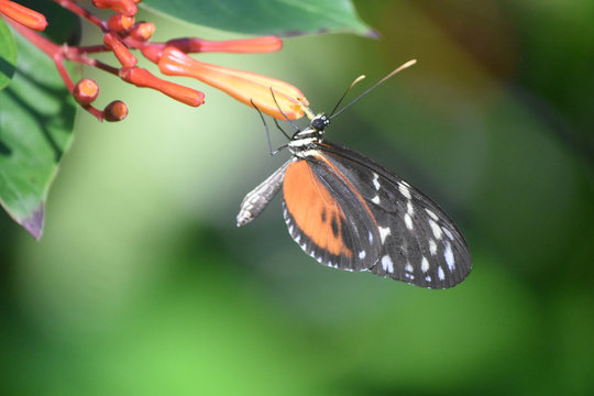 Zuleika Longwing Butterfly on a Tropical Flower Bud