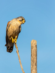 detailed portrait of a kestrel (Falco tinnunculus) perched on a tree