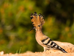 detailed portrait of a hoopoe (Upupa epops)