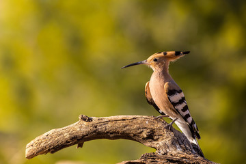 detailed portrait of a hoopoe (Upupa epops) perched on a trunk