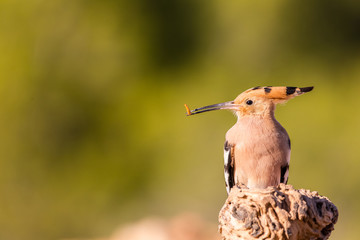 detailed portrait of a hoopoe (Upupa epops) perched on a trunk