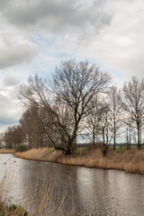 High tree with irregular bare branches on the bank of a river