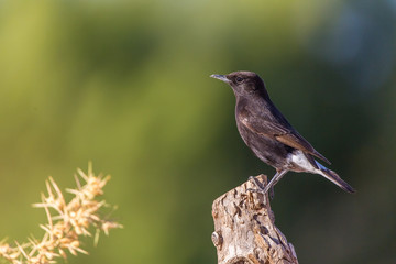 Portrait of a black wheatear bird (Oenanthe leucura) perched on a trunk with green background.