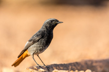 portrait of a black redstart (Phoenicurus ochruros) perched on the ground