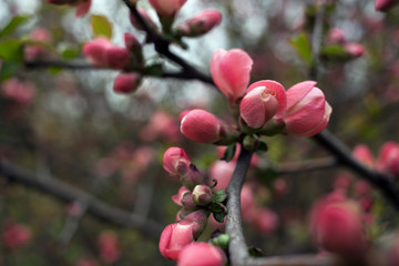 Fototapeta na wymiar flowering Japanese cherry
