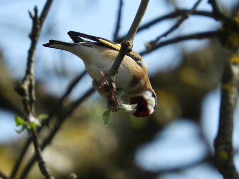 Stieglitz Distelfink Apfelbaum Bl&auml;tter