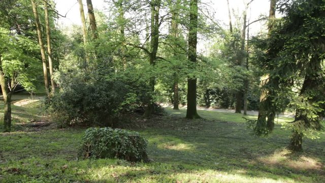 Piante e siepi