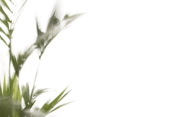 Yallow palm (Chrysalidocarpus lutescens.) leaves on white background with space for text