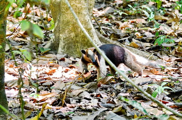 Anteater in the wild