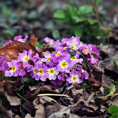 Beautiful flowers in the garden