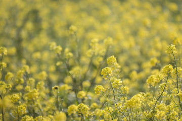 rapaseed (Brassica napus) flower