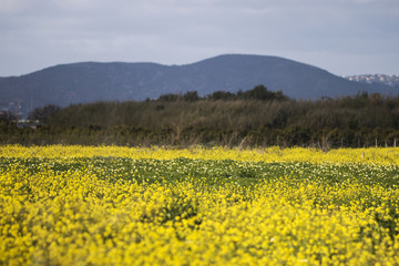 rapaseed (Brassica napus) flower